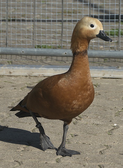 析最